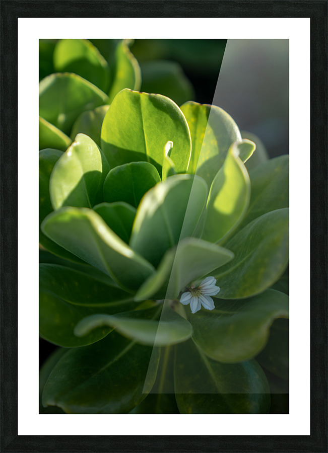 Naupaka Picture Frame print