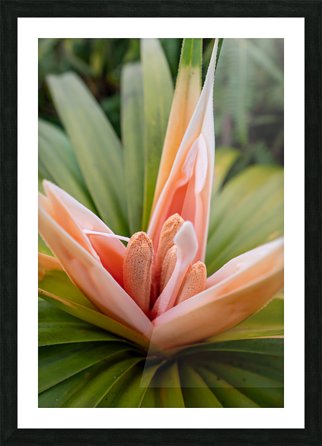 ʻIeʻie Picture Frame print