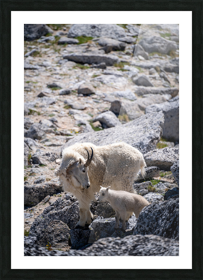 Nanny and Kid Mountain Goats Picture Frame print