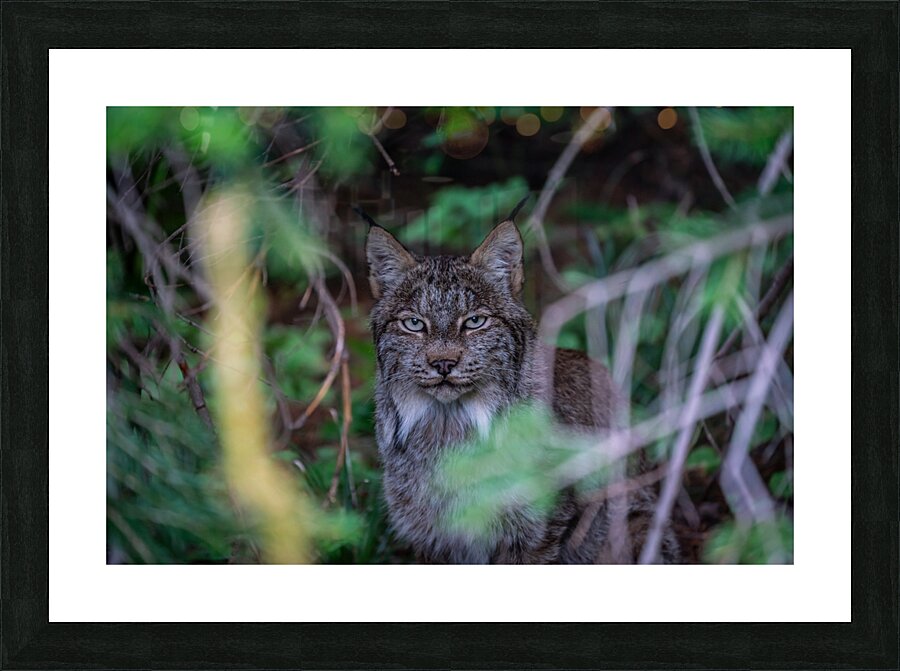 Canadian Lynx Picture Frame print