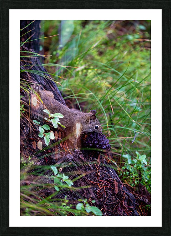 Chipmunk Picture Frame print