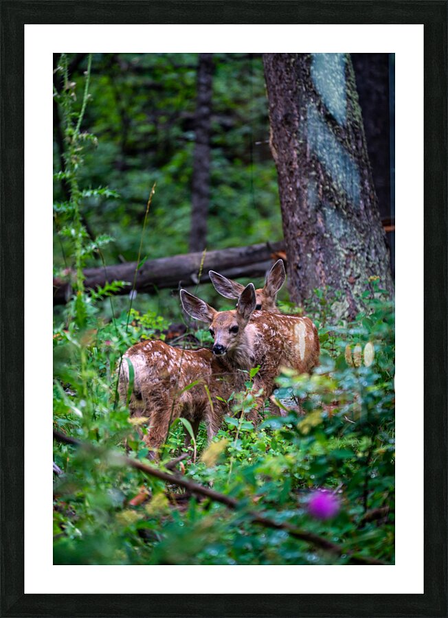 Deer Picture Frame print