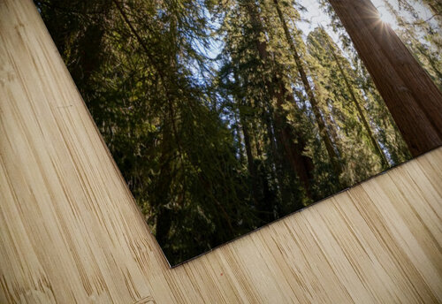 Sequoias Noah Lang puzzle