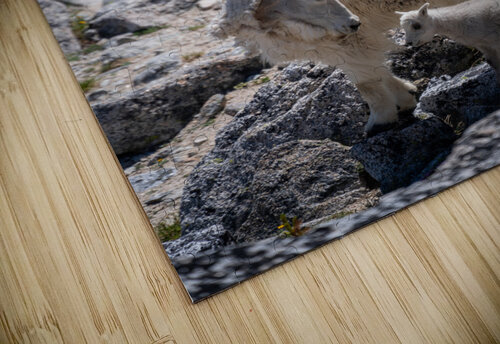 Nanny and Kid Mountain Goats Noah Lang puzzle