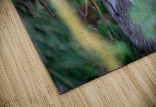 Canadian Lynx Noah Lang puzzle
