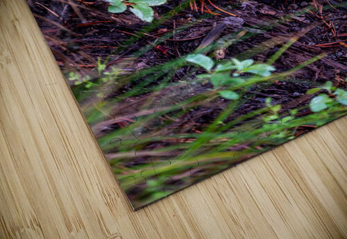 Chipmunk Noah Lang puzzle