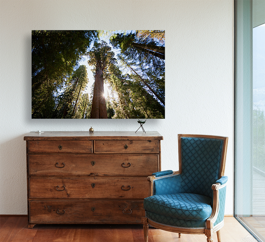 Sequoias Reproduction