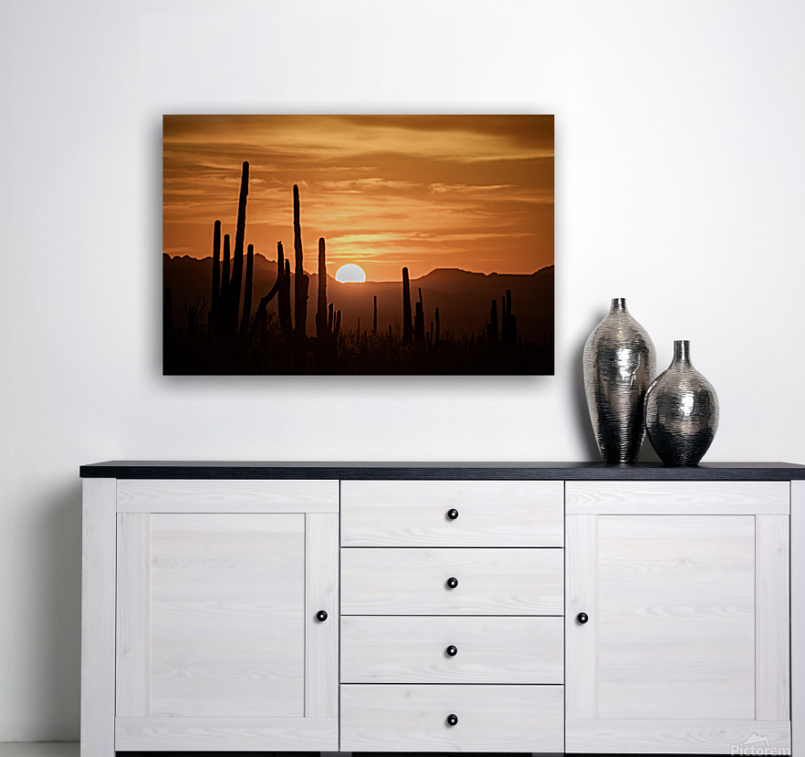 Saguaro Reproduction