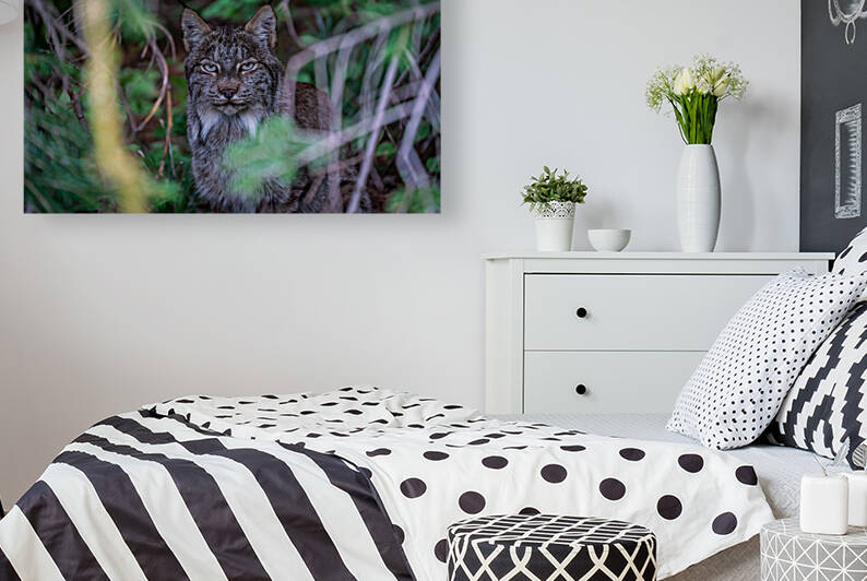 Canadian Lynx Reproduction