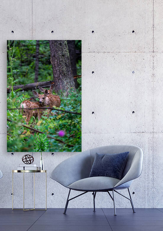 Deer by Noah Lang