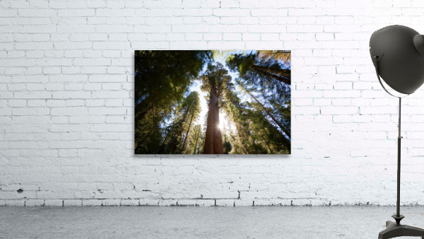 Sequoias Wall Preview