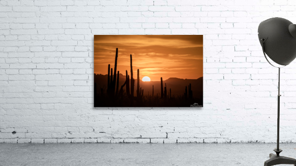 Saguaro Wall Preview
