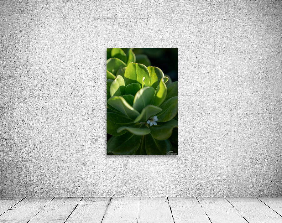 Naupaka Wall Preview