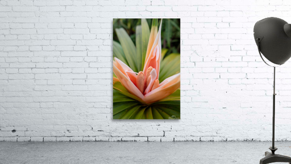 ʻIeʻie Wall Preview