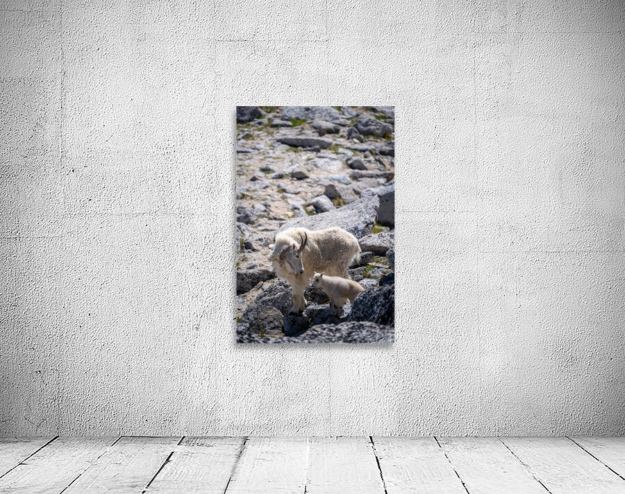 Nanny and Kid Mountain Goats Wall Preview
