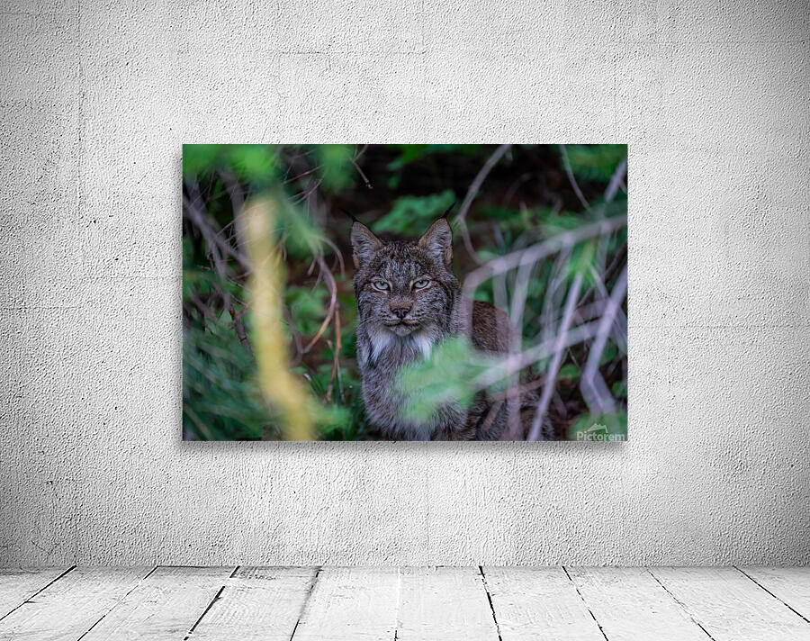 Canadian Lynx Wall Preview