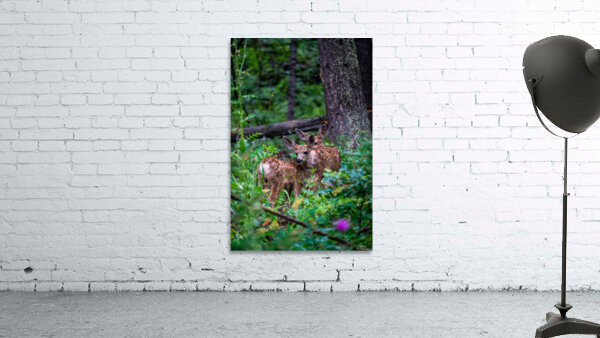 Deer Wall Preview