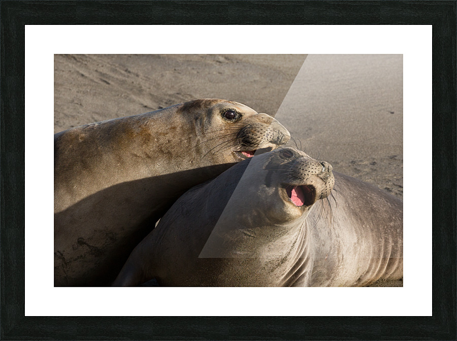 Smiling Elephant Seals Picture Frame print