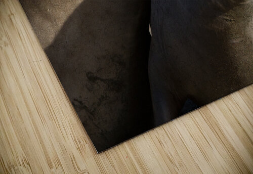 Smiling Elephant Seals Kathleen Bishop Photography puzzle