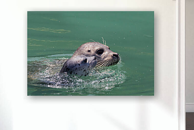 Harbor Seal Mom with Pup in Noyo  by Kathleen Bishop Photography