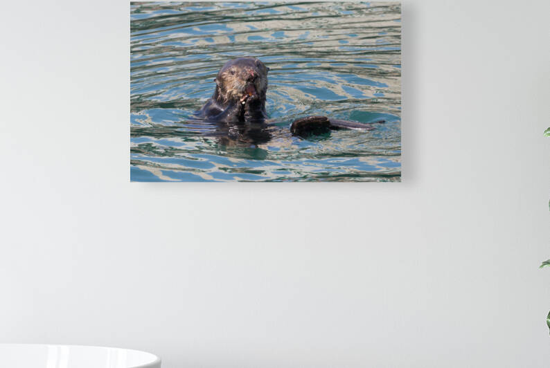Sea Otter Eating a Mussel in Morro Bay by Kathleen Bishop Photography