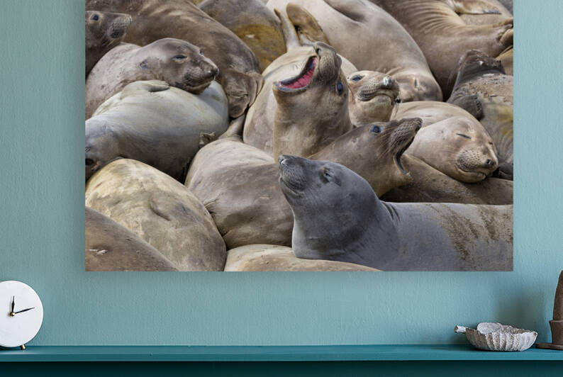 Elephant Seal Cow Colony  by Kathleen Bishop Photography