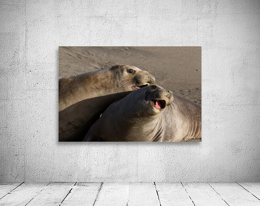 Smiling Elephant Seals Wall Preview