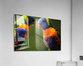 Birds are creative Acrylic Print