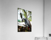 Birds at rest Acrylic Print