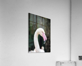 Birds are white Acrylic Print