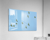 Birds flock too Acrylic Print