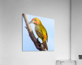 Birds peck things Acrylic Print