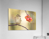 birds regret nothing Acrylic Print