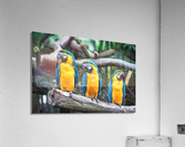 Birds are three Acrylic Print