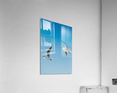 Birds fly high Acrylic Print