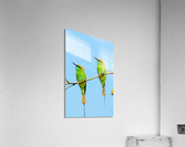 Birds plan things Acrylic Print