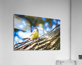 Birds create things Acrylic Print