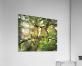 Birds having lunch Acrylic Print