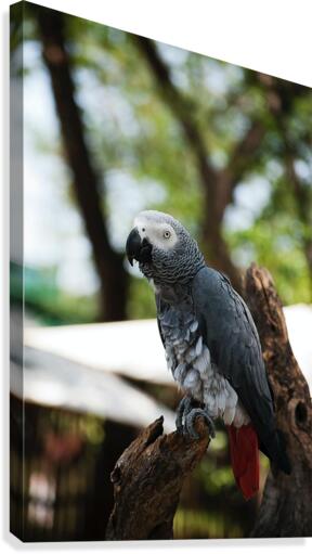 Birds at rest Canvas Print