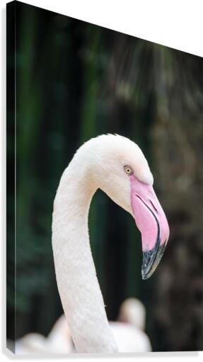 Birds are white Canvas Print