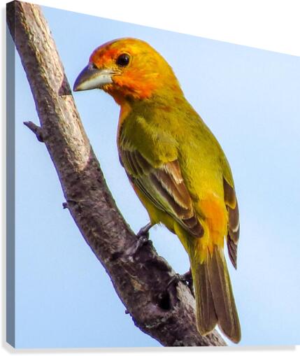Birds peck things Canvas Print