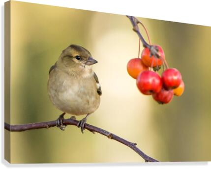 birds regret nothing Canvas Print