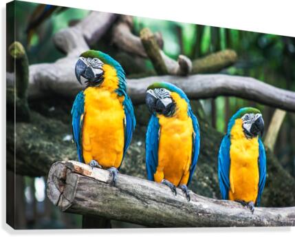 Birds are three Canvas Print
