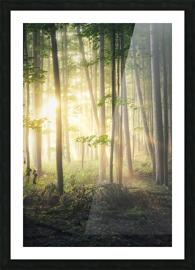 f19 Picture Frame print