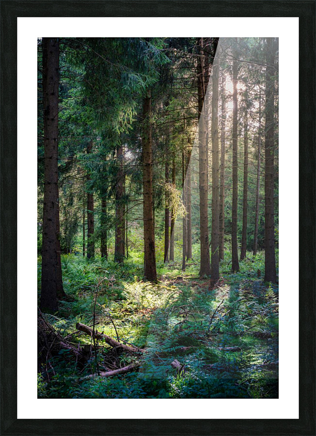 f12 Picture Frame print