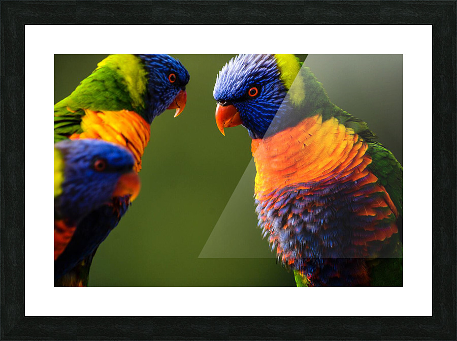 Birds are creative Picture Frame print