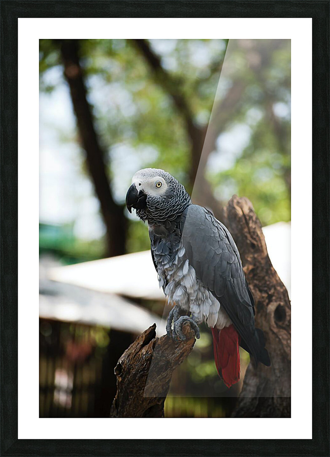Birds at rest Picture Frame print