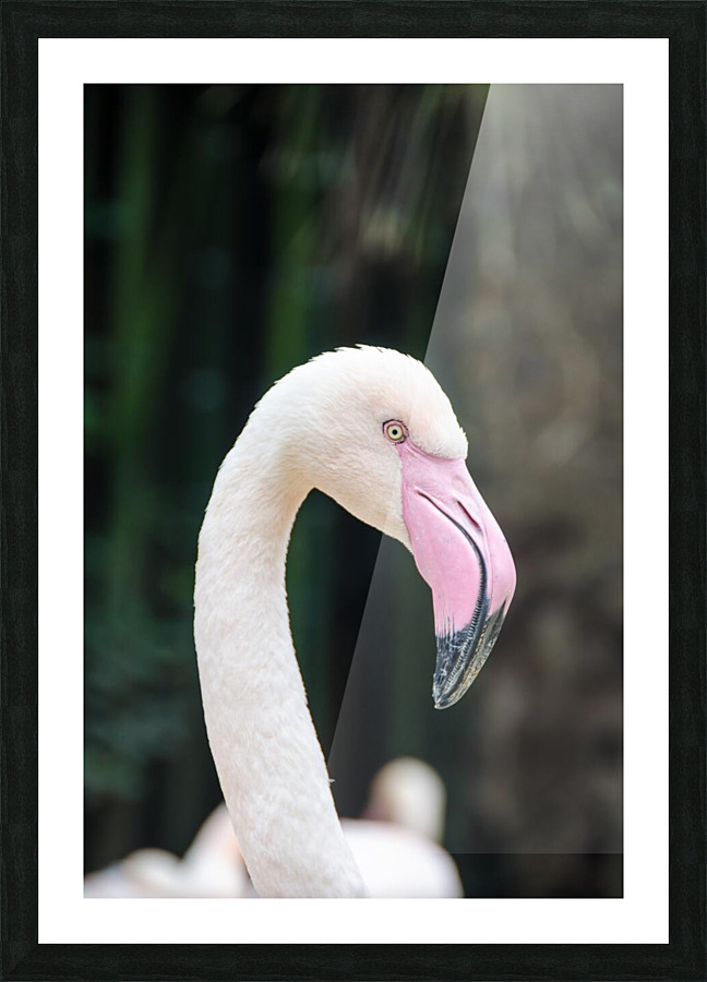 Birds are white Picture Frame print