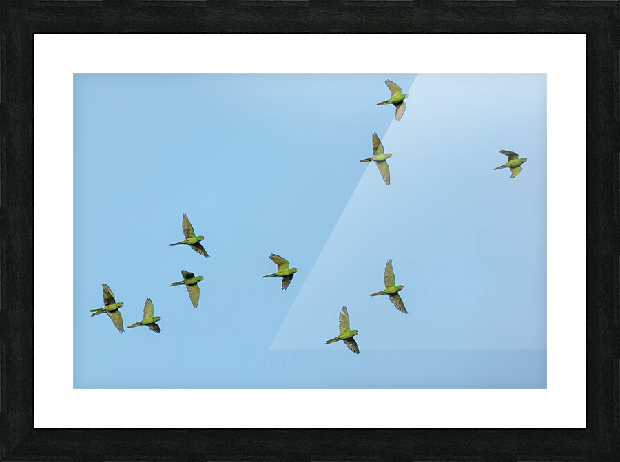Birds flock too Picture Frame print