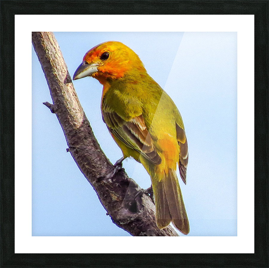 Birds peck things Picture Frame print